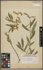 Foto von Salix acutifolia Willd.